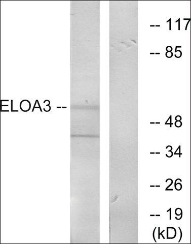 Anti-ELOA3 antibody produced in rabbit