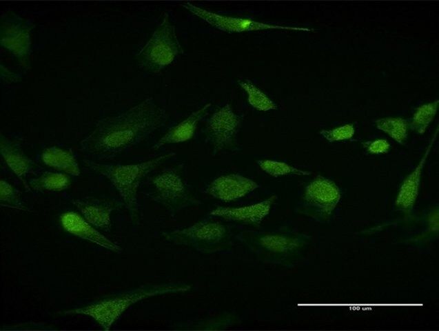 Anti-ELAVL1 antibody produced in mouse