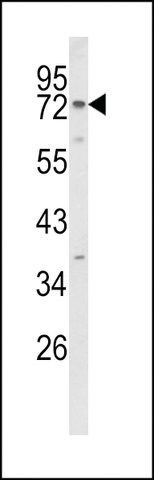 ANTI-EXOC5(C-TERMINAL) antibody produced in rabbit