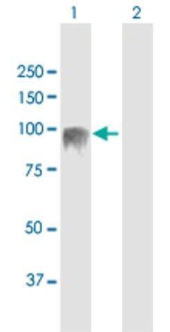 Anti-EVI5L antibody produced in mouse