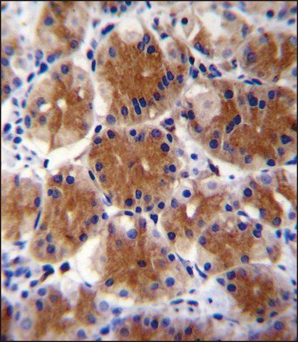 ANTI-FAM108C1 (CENTER) antibody produced in rabbit