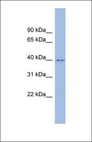 Anti-FAM45B antibody produced in rabbit