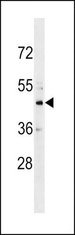 ANTI-CHST10(C-TERMINAL) antibody produced in rabbit