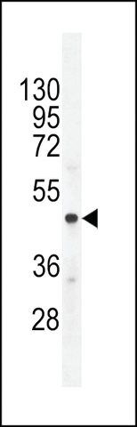 ANTI-CMGA(C-TERMINAL) antibody produced in rabbit