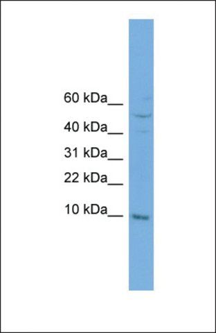 Anti-COX7B, (N-terminal) antibody produced in rabbit