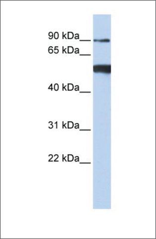 Anti-DDX50 antibody produced in rabbit