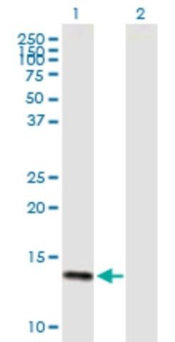 Anti-DEFA6 antibody produced in mouse