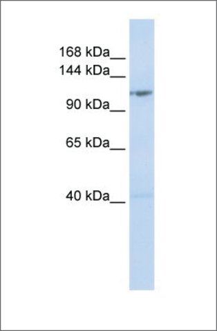 Anti-DDX46 antibody produced in rabbit