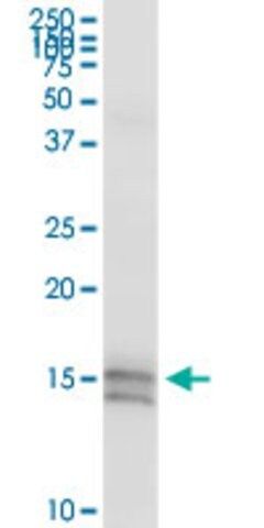 Anti-DEFA5 antibody produced in rabbit