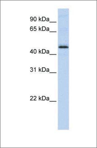 Anti-DEK antibody produced in rabbit