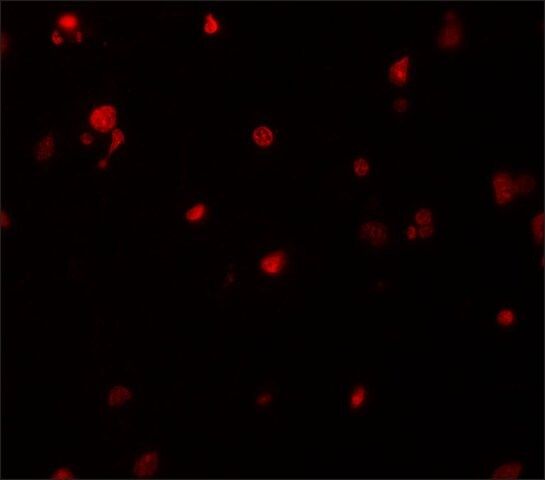 Anti-DELE antibody produced in rabbit