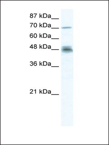 Anti-DDX50 antibody produced in rabbit