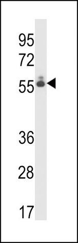 ANTI-DEF8 (C-TERM) antibody produced in rabbit