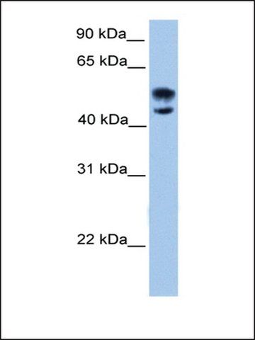 Anti-DEAF1 (AB2) antibody produced in rabbit