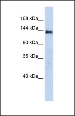 Anti-DENND2C antibody produced in rabbit