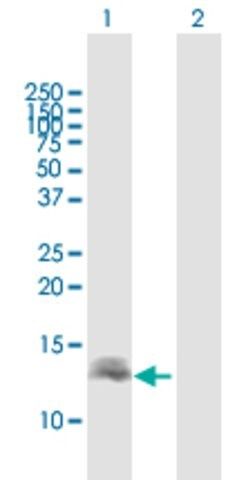 Anti-DEFB137 antibody produced in mouse