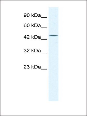 Anti-DDX48 antibody produced in rabbit