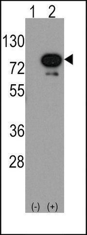 ANTI-DEAF1 (C-TERM) antibody produced in rabbit