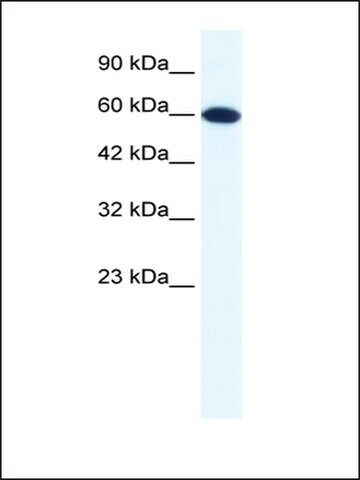 Anti-DDX6