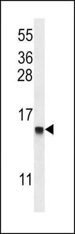 ANTI-DEFB112 (N-TERM) antibody produced in rabbit