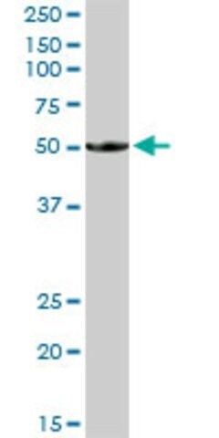 Anti-BTN1A1 antibody produced in rabbit