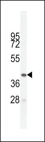 ANTI-BTNL3(C-TERMINAL) antibody produced in rabbit