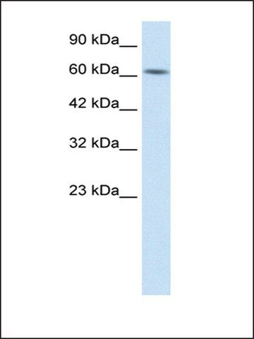 Anti-BTBD5 antibody produced in rabbit