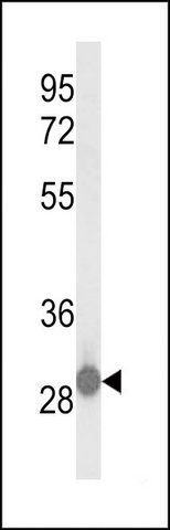 ANTI-C15ORF29 (N-TERM) antibody produced in rabbit