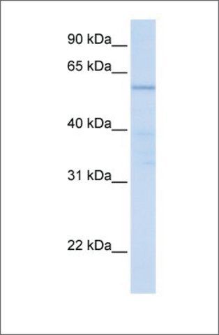 Anti-C16orf71 antibody produced in rabbit