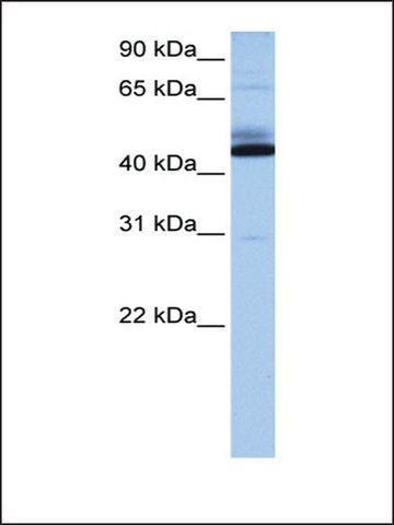 Anti-C15ORF27 antibody produced in rabbit