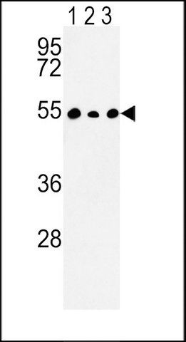 ANTI-C14ORF50 (N-TERM) antibody produced in rabbit