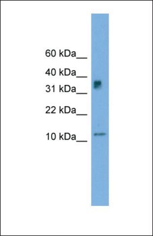 Anti-C15orf40 antibody produced in rabbit