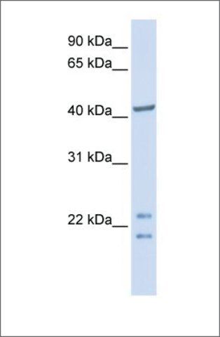 Anti-C16ORF48 antibody produced in rabbit