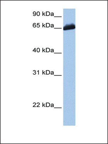 Anti-C19ORF21 antibody produced in rabbit