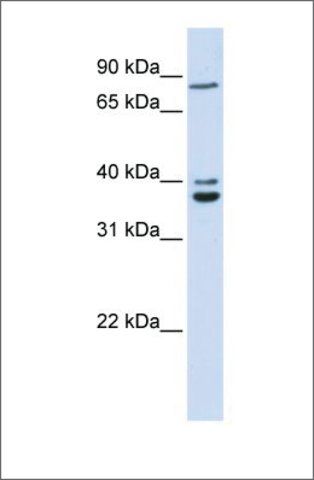 Anti-C18ORF10 (ab1) antibody produced in rabbit