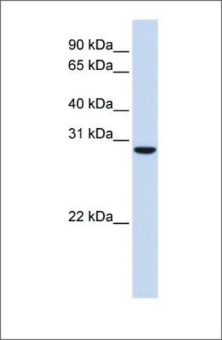 Anti-C18ORF10 (ab2) antibody produced in rabbit