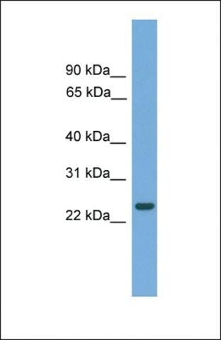 Anti-C19orf18 antibody produced in rabbit