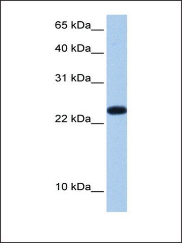 Anti-C19orf24 antibody produced in rabbit