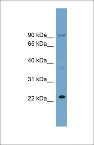 Anti-C15ORF15 antibody produced in rabbit