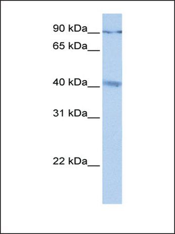 Anti-C19ORF15 antibody produced in rabbit