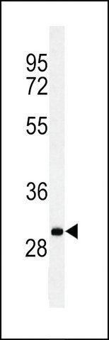 ANTI-C19ORF18 (CENTER) antibody produced in rabbit