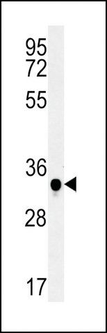 ANTI-C19ORF39 (CENTER) antibody produced in rabbit