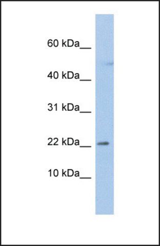 Anti-C19ORF25, (N-terminal) antibody produced in rabbit