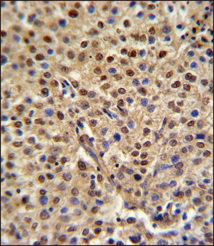 ANTI-C19ORF21 (N-TERM) antibody produced in rabbit