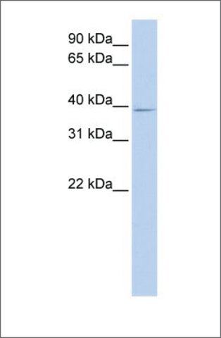 Anti-C18orf25 antibody produced in rabbit