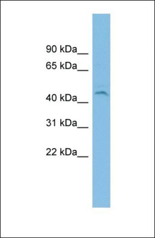 Anti-C19ORF55 antibody produced in rabbit