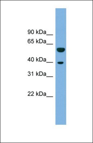 Anti-C19ORF28, (N-terminal) antibody produced in rabbit