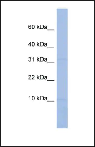 Anti-C18orf32 antibody produced in rabbit