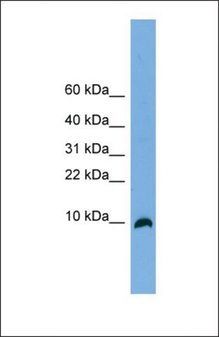 Anti-C18ORF56, (N-terminal) antibody produced in rabbit