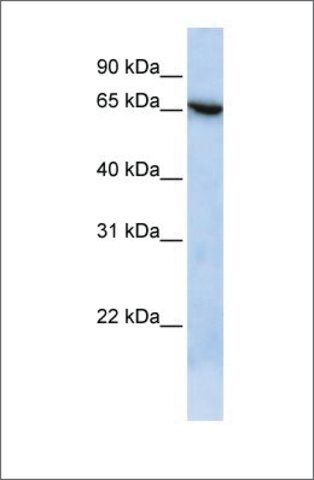 Anti-C19ORF6 antibody produced in rabbit